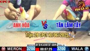 Trận 28 CPC1 10/6/2025 - Gà Úa Anh Hòa Đá Cựa Như Cây Đập