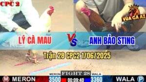 Trận 28 CPC2 1/6/2025 - Mẻ Điều Anh Bảo Sting Trả Độ Đi Bộ Luôn Cả Đám