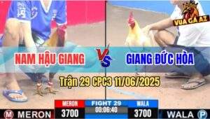 Trận 29 CPC3 11/6/2025 - Gà Bướm Anh Giang Đực Hòa Đá Gà Xám Chết Tươi