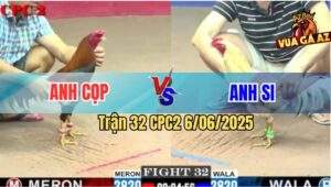 Trận 32 CPC2 6/6/2025 - Gà Điều Anh Cọp Có Chân Mai Độ Phản Ăn 2