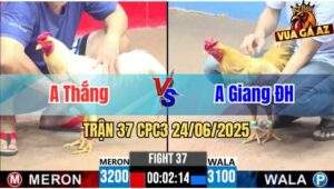Trận 37 CPC3 24/06/2025 - Gà Anh Giang Đức Hoà Gồng Gánh Cứu Chủ