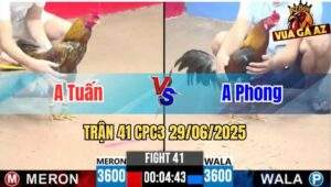 Trận 41 CPC3 29/06/2025 - Gà Anh Tuấn Đòn Cựa Quá Hiểm Hóc
