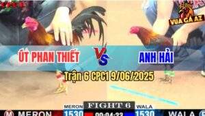 Trận 6 CPC1 9/6/2025 - Gà Anh Út Và Anh Hải Đá 1 Tăng 2 Con Cùng Chết