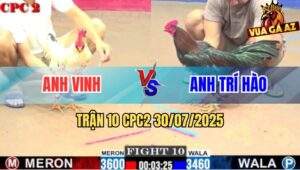 Trận 10 CPC2 30/7/2025 - Gà Bướm Anh Binh Đá Que Không Kịp Tha Lơ