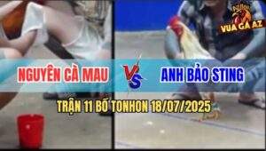 Trận 11 Bồ Ton Hon 18/7/2025 - Bướm Hiệu Bảo Sting Bị Đâm Đừng Hết Nổi