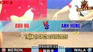 Trận 11 CPC2 2/7/2025 - Gà Úa Anh Hùng Có Chân Mai Độ Đá Bướm Bung Bồ
