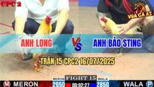 Trận 15 CPC2 16/7/2025 - Gà Anh Long Đâm Úa Bảo Sting Không Kịp Dỡ Giò