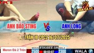 Trận 18 CPC2 16/7/2025 - Anh Bảo Sting Sửa Gà Quá Đẳng Cấp