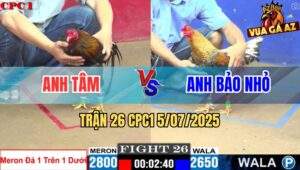 Trận 26 CPC1 5/7/2025 - Điều Đuôi Lao Anh Tâm Đá Gà Anh Bảo Nhỏ Gãy Cổ
