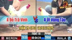 Trận 19 CPC3 14/07/2025 - Gà Anh Đỏ Trà Vinh Đá Cựa Quá Tịch