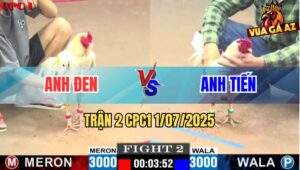 Trận 2 CPC1 1/7/2025 - Gà Bướm Anh Đen Canh Chặn Siết Gãy Chân Đối Thủ
