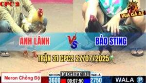 Trận 31 CPC2 27/7/2025 - Gà Bảo Sting Chấp Trạng Hoà Anh Lành Chồng Độ
