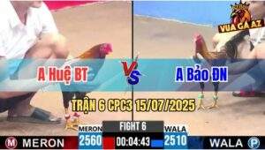 Trận 6 CPC3 15/07/2025 - Gà Anh Huệ Bến Tre Đá Toàn Đâm Mu Lưng