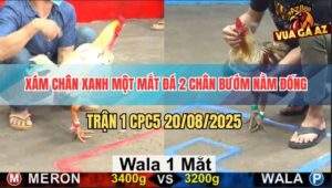 Trận 1 CPC5 20/5/2025 - Xám Chân Xanh Một Mắt 2 Đá Tiễn Bướm Lên Đường