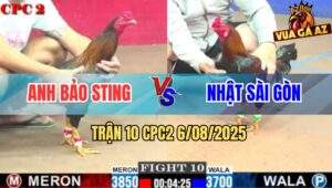 Trận 10 CPC2 6/8/2025 - Điều Cọp Bảo Sting 1 Đá Đối Thủ Rơi Tự Do
