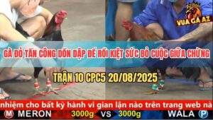 Trận 10 CPC5 20/5/2025 - Gà Đỏ Đang Thắng Bỏ Cuộc Giữa Chừng