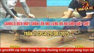 Trận 11 CPC4 29/8/2025 - Anh Tý Chùa Thả Gà Bị Đối Thủ Đâm Ra Si Rô