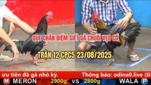 Trận 12 CPC5 23/8/2025 - Que Chân Điểm Đâm Gà Chuối Quẹo Cổ Chạy Chết