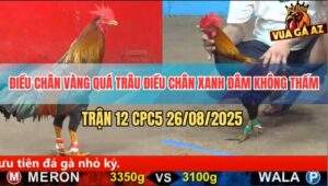 Trận 12 CPC5 26/8/2025 - Điều Chân Vàng Đá Chân Xanh Té Lên Té Xuống