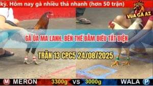 Trận 13 CPC5 24/8/2025 - Gà Úa Tuy Nhỏ Nhưng Có Võ Đâm Điều Tắt Điện