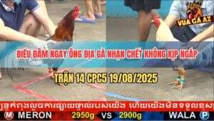 Trận 14 CPC5 19/8/2025 - Một Phát Chí Mạng Cướp Đoạt Sinh Mệnh Gà Nhạn