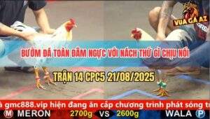 Trận 14 CPC5 21/8/2025 - Bướm Ra Đòn Uy Lực Và Chính Xác Vô Ngực Gà Úa