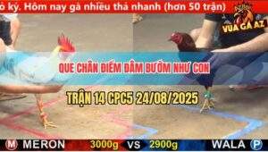 Trận 14 CPC5 24/8/2025 - Que Chân Điểm Đâm Bướm Lên Bờ Xuống Ruộng