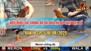 Trận 18 CPC5 18/8/2025 - Điều Cánh Gián Đuôi Lao Lên 2 Đá Que Bay Bồ
