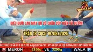 Trận 18 CPC5 19/8/2025 - Điều Đuôi Lao May Độ Đâm Bướm Nằm Bẹp Dí