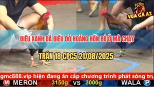 Trận 18 CPC5 21/8/2025 - Điều Xanh Mông Lá Đá Bo Như Búa Bổ