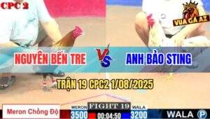 Trận 19 CPC2 1/8/2025 - Bướm Hiệu Bảo Sting Đá Gà Điều Ói Đen Đầu