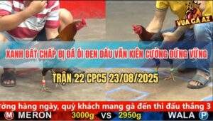 Trận 22 CPC5 23/8/2025 - Điều Xanh Bị Đá Ói Đen Đầu Vẫn Gồng Cứu Chủ