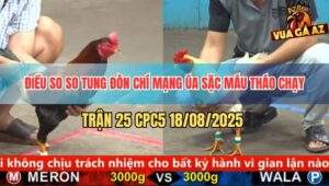 Trận 25 CPC5 18/8/2025 - Điều Đâm Úa Sặc Máu Chạy Chết Sau 1 Tay Nước