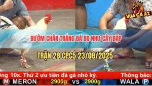 Trận 28 CPC5 23/8/2025 - Bướm Chân Trắng Hạ Sát Bướm Chân Vàng