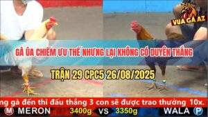 Trận 29 CPC5 26/8/2025 - Gà Khét May Độ Đâm Gà Úa Nằm Phơi Bụng