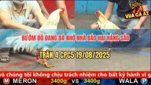 Trận 4 CPC5 19/8/2025 - Bướm Đỏ Dính Cựa Hiểm Bung Chạy Thoát Thân