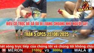 Trận 5 CPC5 22/8/2025 - Điều Cổ Trọc Chân Xanh Đá Úa Đi Như Người Say