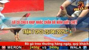 Trận 7 CPC5 25/8/2025 - Gà Cú Chôn Chân Chưa Kịp Đá Đã Lăn Ra Chết