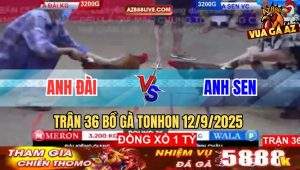 Trận 36 Bồ Tonhon 12/9/2025