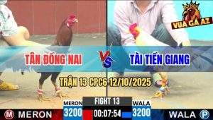 Trận 13 CPC6 12/10/2025 - Gà Anh Tân Đồng Nai Đang Đá Nhớ Nhà