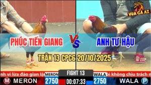 Trận 13 CPC6 20/10/2025 - Gà Điều Anh Tư Hậu Dồn Dậu Đá Gà Cú Tắt Điện