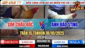 Trận 15 TonHon 18/10/2025 - Gà Xám Đâm Úa Hiệu Bảo Sting Như Con
