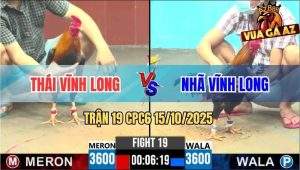 Trận 19 CPC6 15/10/2025 - Nài Đỏ Cuống Tay Bóp Cánh Đau Gà Bỏ Đi
