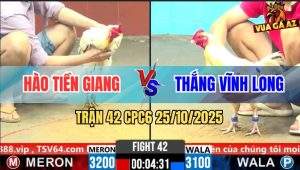 Trận 42 CPC6 26/10/2025 - Bướm Xanh Đưa Đầu Cho Đỏ Đá Không Đường Về