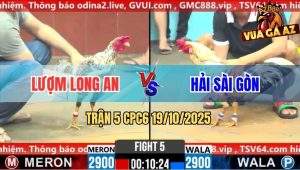 Trận 5 CPC6 19/10/2025 - Gà Bướm Anh Hải Sài Gòn Có Chân Chốt Hạ Gà Cú