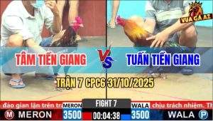 Trận 7 CPC6 31/10/2025 - Gà Bông Liệt Giò Phản 5 Lai, Biện Dính Xương