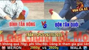 Trận 1 CPC5 26/11/2025 - Gà Điều Anh Bình Đâm Bướm Không Kịp Gỡ Cựa