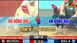 Trận 10 CPC6 5/11/2025 - Gà Điều Anh An Đồng Nai Đá Cựa Như Sấm Sét