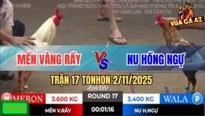 Trận 17 TonHon 2/11/2025 - Anh Bảo Sting Quá Đen, Đá 5 lai Còn Bị Phản
