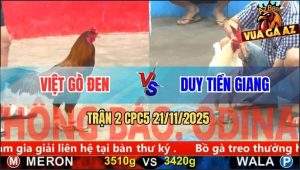 Trận 2 CPC5 21/11/2025 - Khét Cọp Anh Việt Đá 3 Chân Tính Tiền Gà Úa